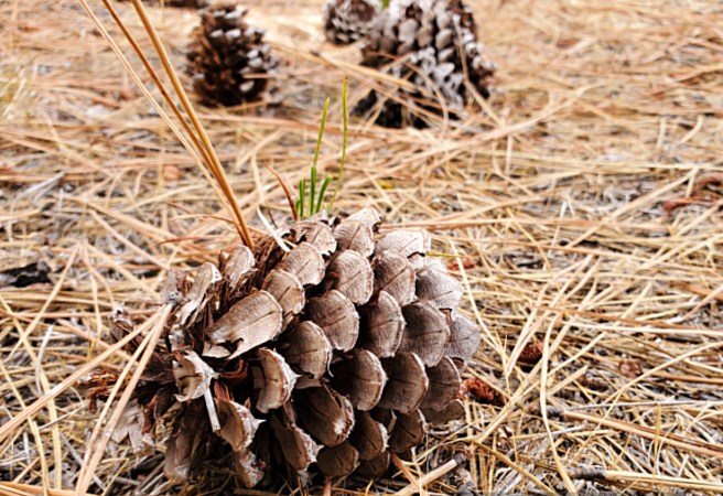 fallen pinecones