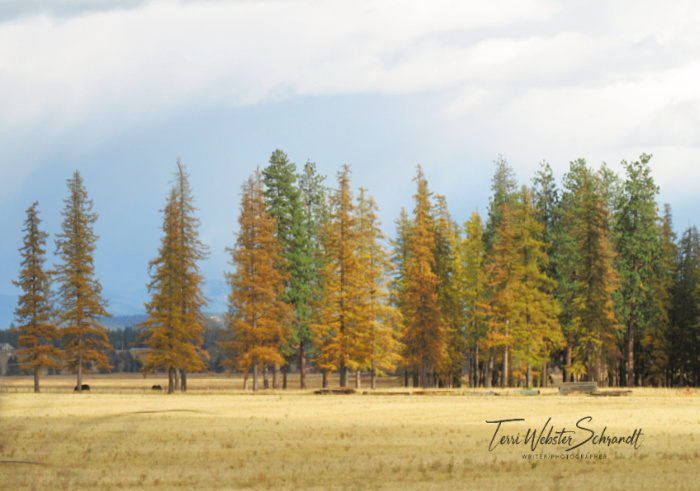 stand of larches autumn