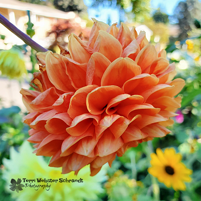 peach-colored dahlia