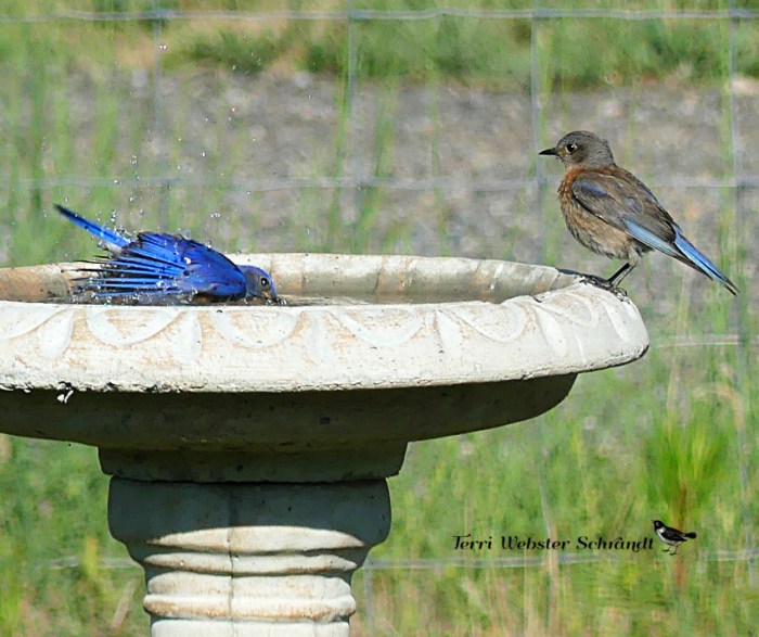 western bluebirds bathing