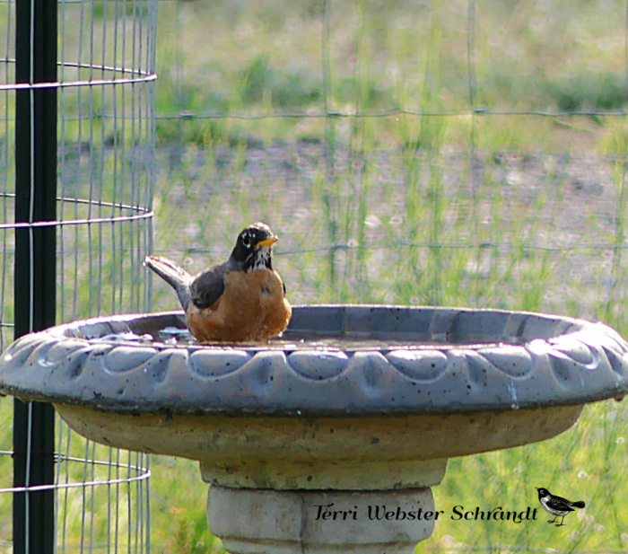 robin bird bath