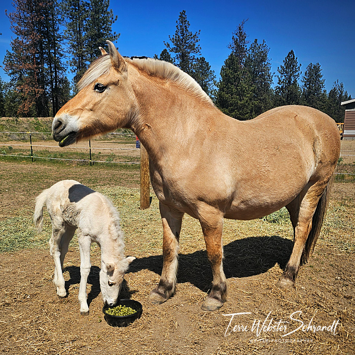 brown horse and white foal