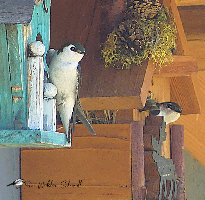 two nesting swallows