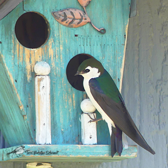 violet green swallow