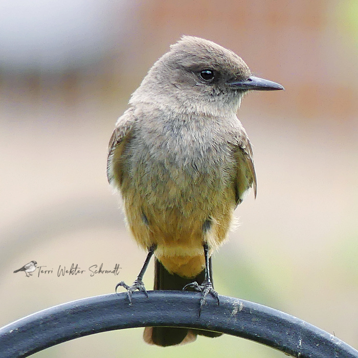 Western Flycatcher