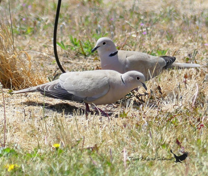 two doves
