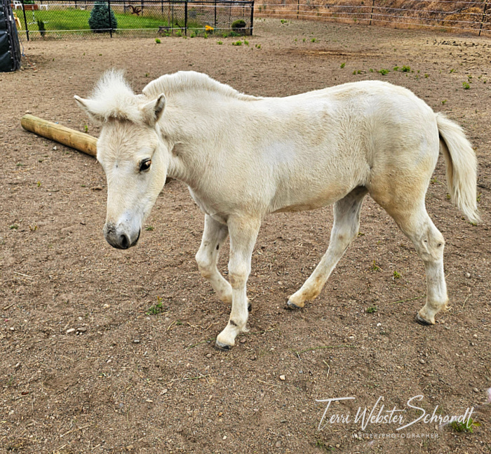 white foal
