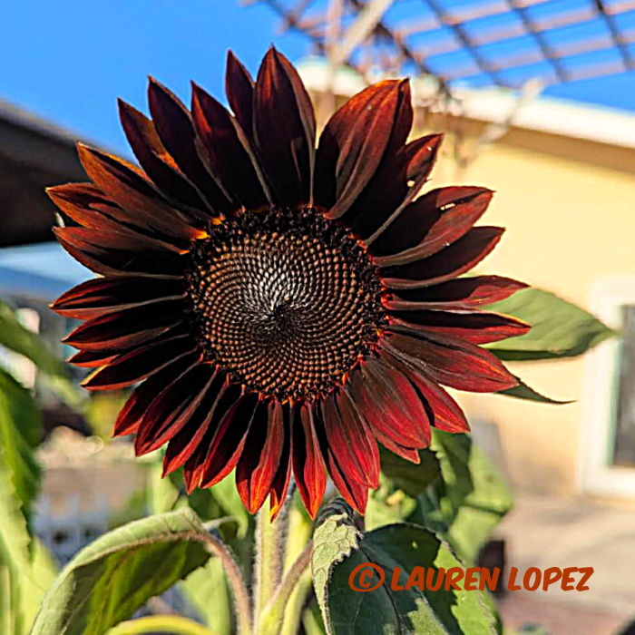 reddish brown sunflower