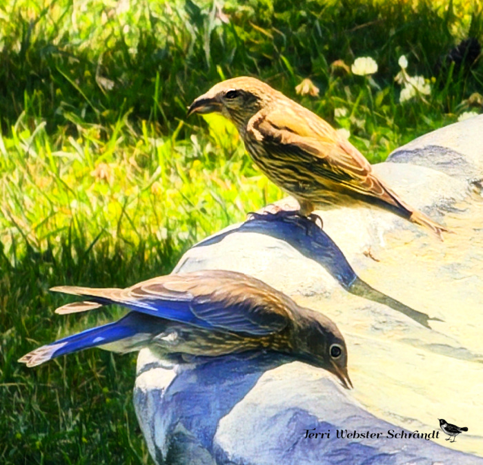Sunday Stills: #Birdwatching in Eastern WA — Spring and Summer&nbsp;Showcase