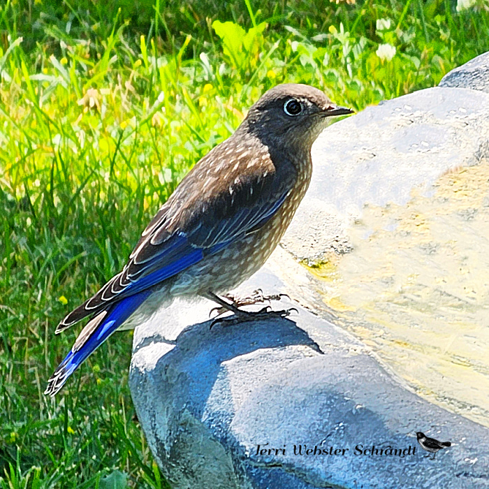 juvenile western bluebird