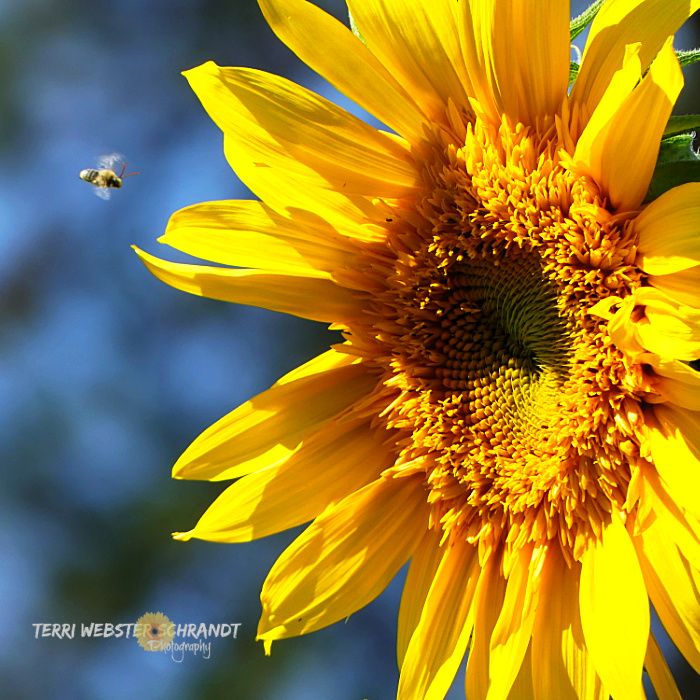 Wordless Wednesday: Sunflowers and Bees–the Heart of&nbsp;Summer