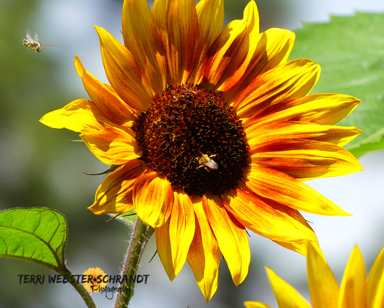 sunflower様 Wordless Wednesday: Sunflowers and Bees–the Heart of Summer