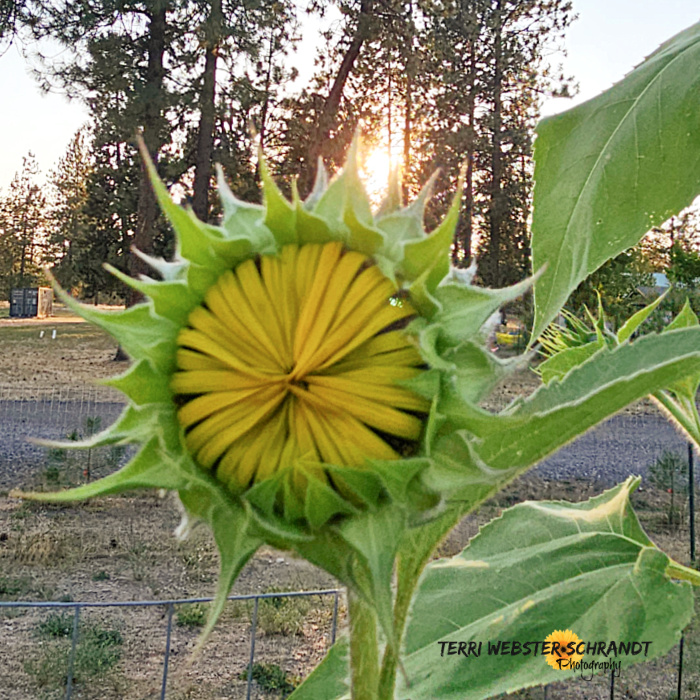 sunflower sunset
