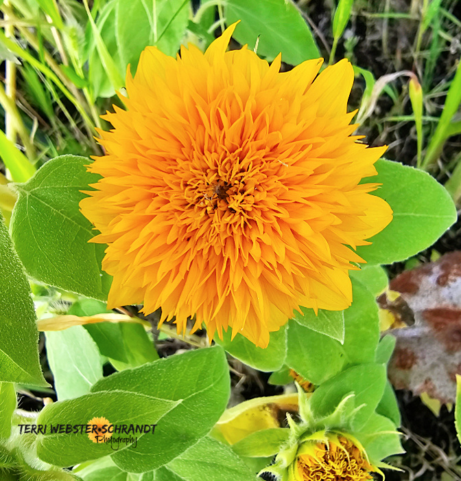 Teddy Bear Sunflower