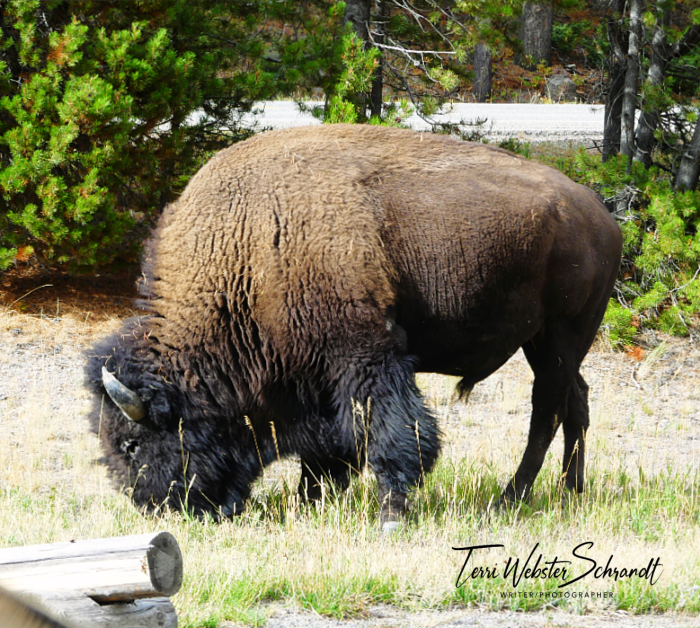 bison close-up