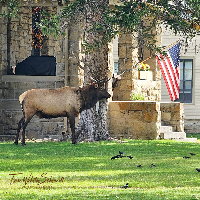 bull elk
