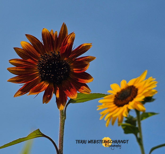 red and yellow sunflowers