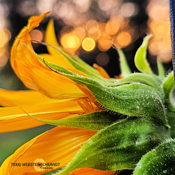 macro sunflower