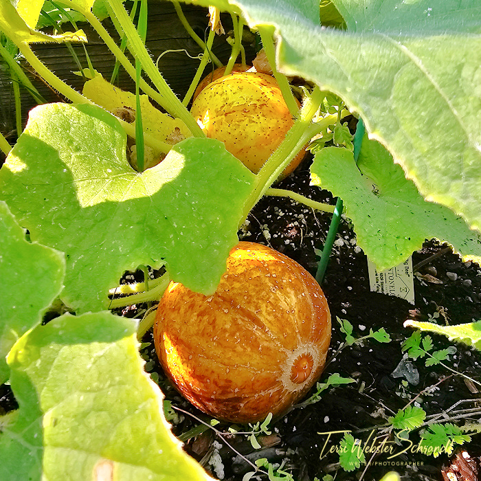 summer Lemon Cucumbers