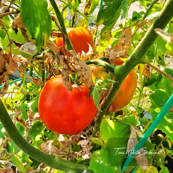 summer tomatoes