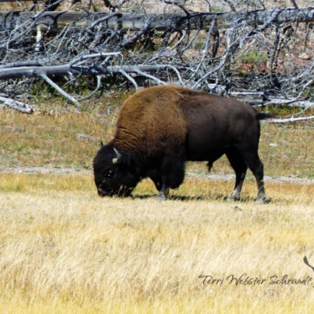bison grazing