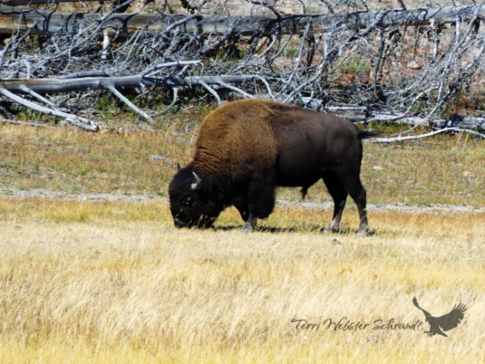 bison grazing