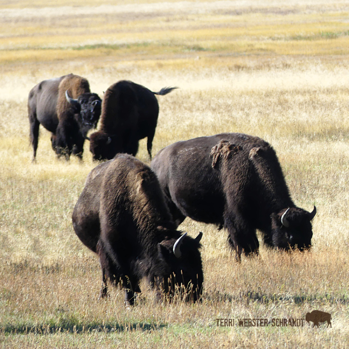 bison herd