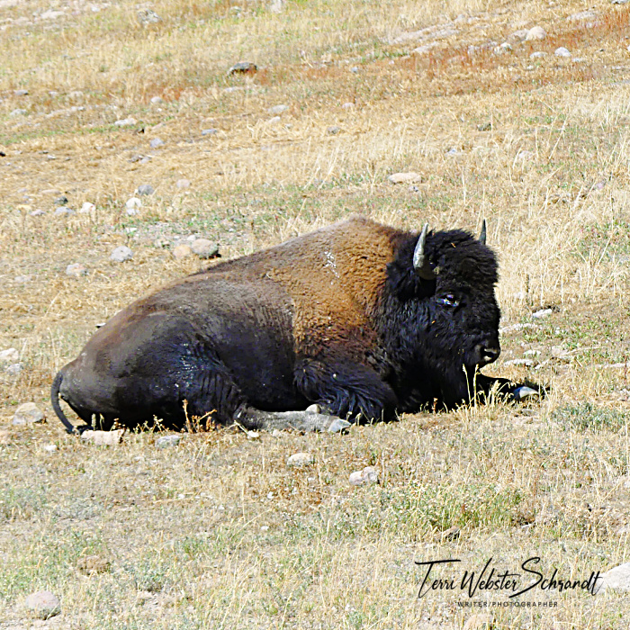 reclining bison