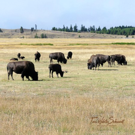 herd of bison