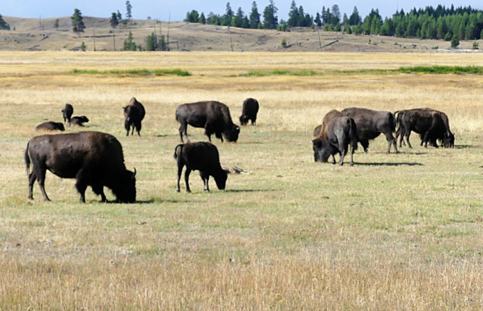 herd of bison