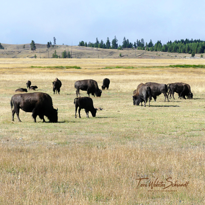 Words for Wednesday: #Yellowstone’s Big&nbsp;Mammals