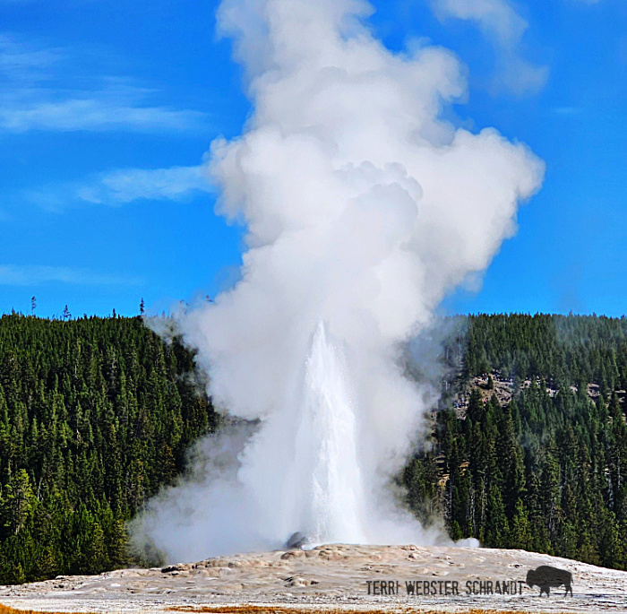 old faithful geyser