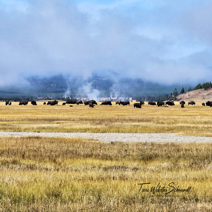 field of bison