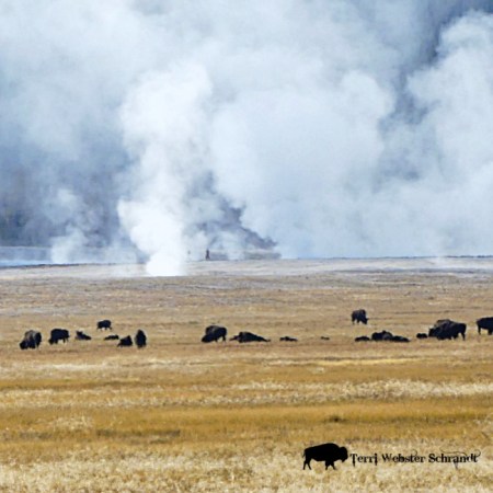 bison and steam plumes