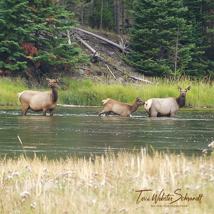 three elk crossing river