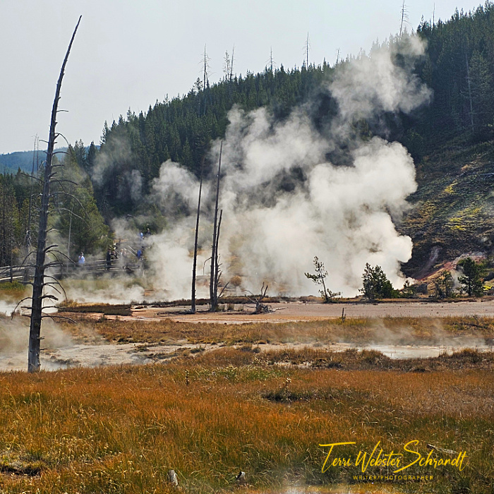 geothermal springs Yellowstone