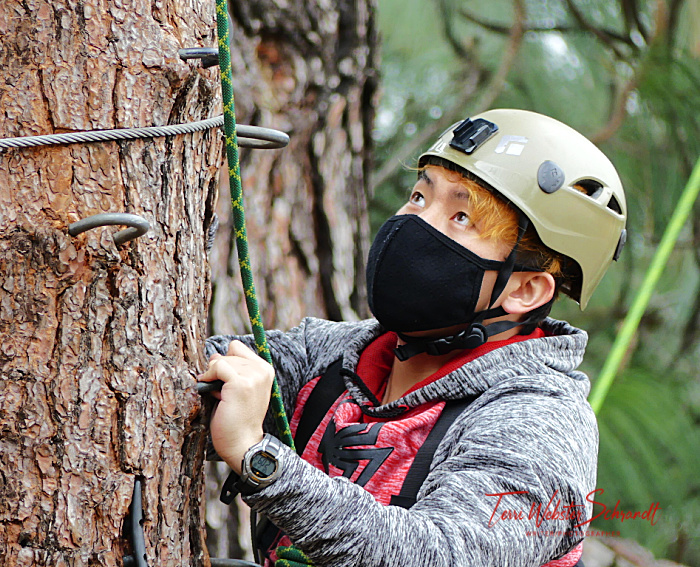 student climbing tree