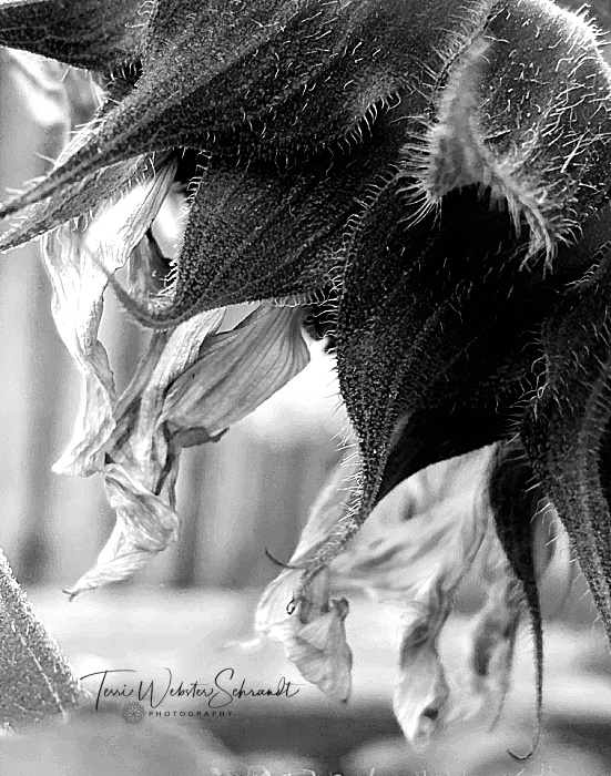 black and white sunflower