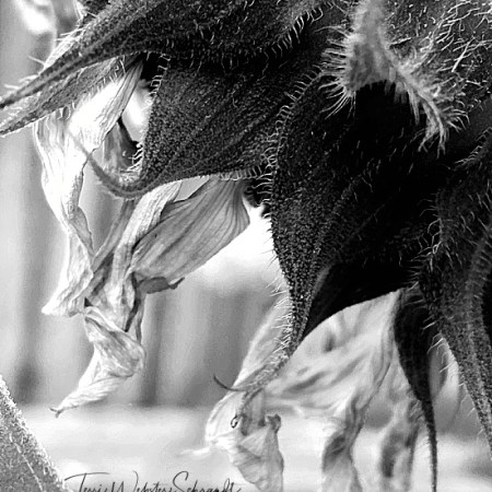 black and white sunflower