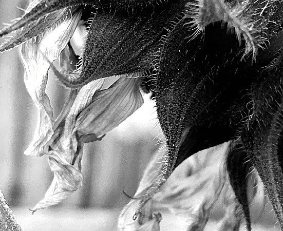 black and white sunflower
