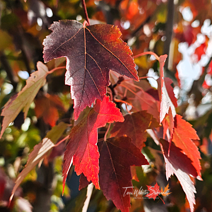 maple leaves