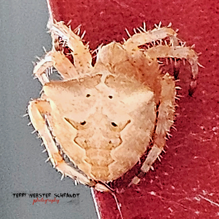 cat-faced spider