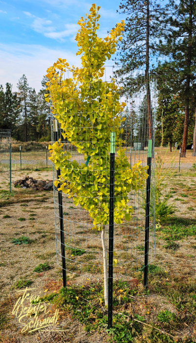 ginkgo tree