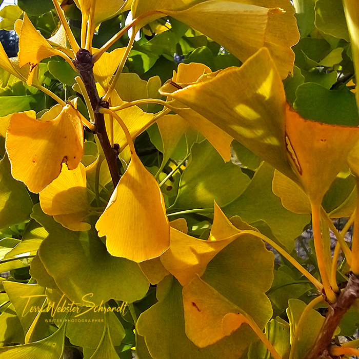 ginkgo leaves