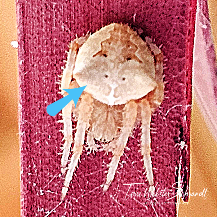 spider