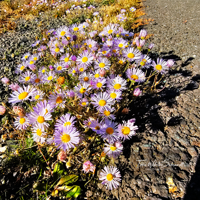 Alpine Aster
