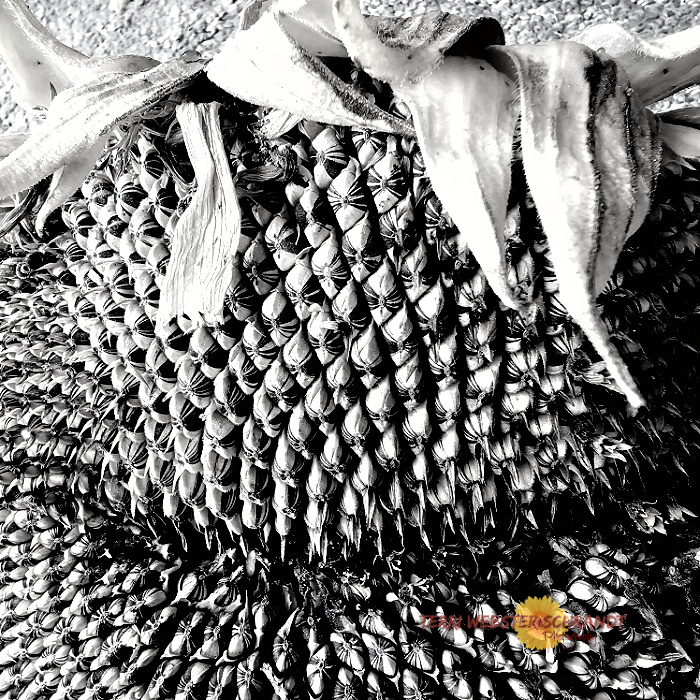 Giant Sunflower seed