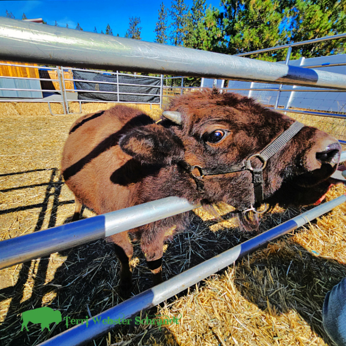 Sunday Stills: Celebrating National #Bison Day with Hooves and&nbsp;Claws