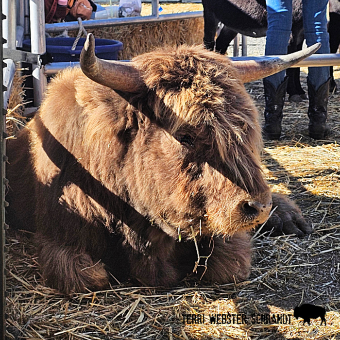 highlander cow