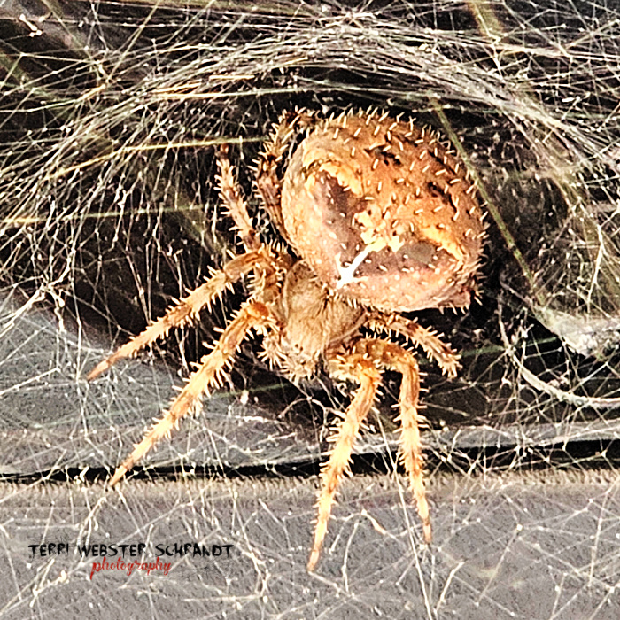 cat-faced spider